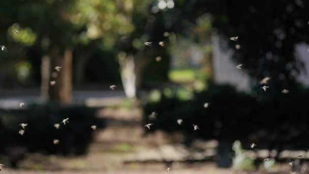 Bees Swarming Late Afternoon Light Rural Africa Slow Motion — Stock Video