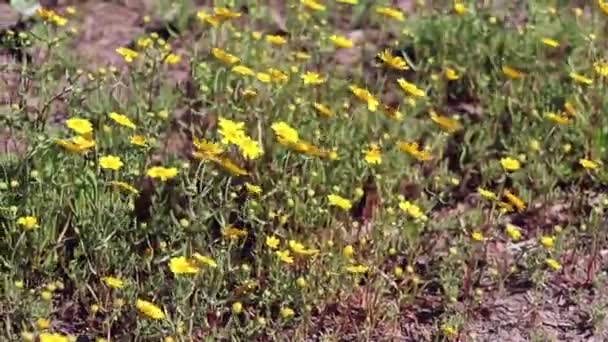 Kleine Gelbe Blumen Wehen Wind Einem Hang — Stockvideo