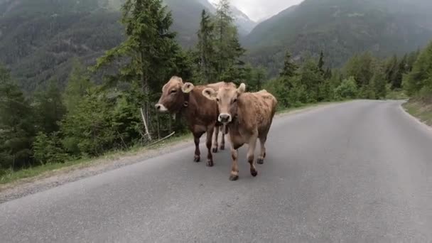 Αγελάδες Στο Δρόμο Στο Τιρόλο Αυστρία — Αρχείο Βίντεο