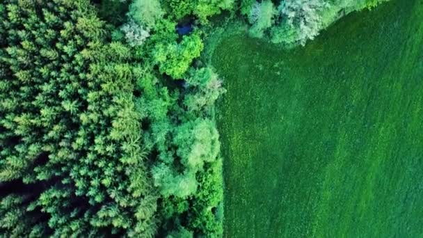 Aerial Landskap Uppifrån Skott Skog Och Gröna Och Gula Jordbruksfält — Stockvideo