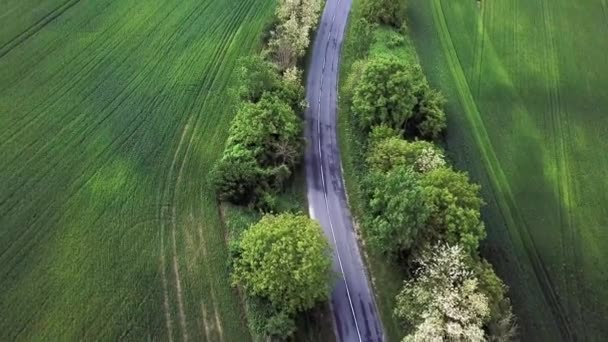 Luftaufnahme Einer Straße Mit Bäumen Und Grünen Feldern Den Seiten — Stockvideo