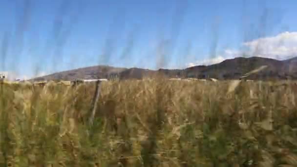 Szorult Hajó Uros Szigeteken Elrejtve Reed Lake Titicaca Puno Peru — Stock videók