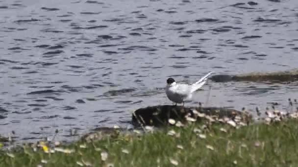 Arctic Tern Putsning Fjädrar Bredvid Sötvatten Blåsig Ljus Sommardag — Stockvideo