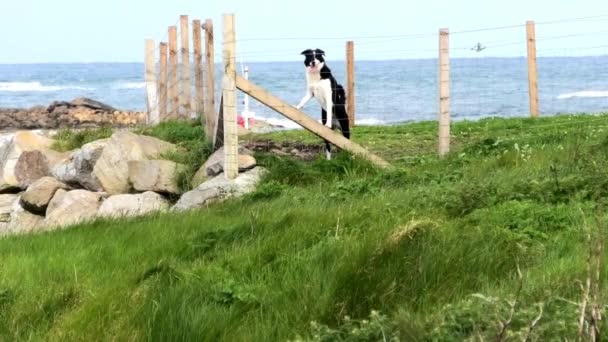 Güneşli Bir Günde Deniz Kenarında Çitlerle Çevrili Bir Yerde Collie — Stok video