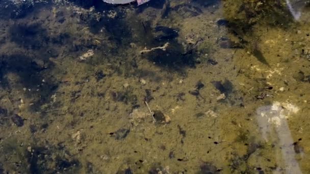 Veel Kikkervisjes Van Verschillende Grootte Zwemmen Het Water Langzame Beweging — Stockvideo