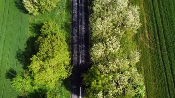 Luftaufnahme Einer Straße Mit Bäumen Auf Den Seiten Grünes Auto — Stockvideo