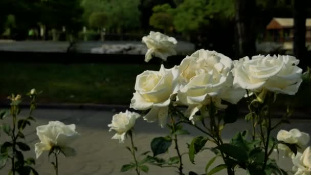 Eine Gruppe Weißer Rosen Einem Öffentlichen Garten — Stockvideo