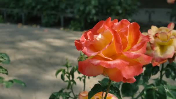 Eine Orangefarbene Blütenrose Einem Öffentlichen Garten — Stockvideo