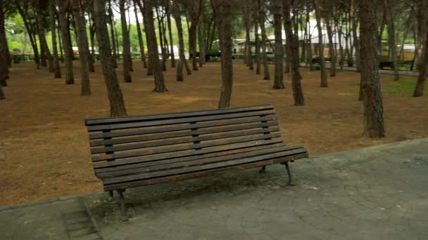 Une Photo Banc Solitaire Dans Parc Plein Rangées Pins — Video