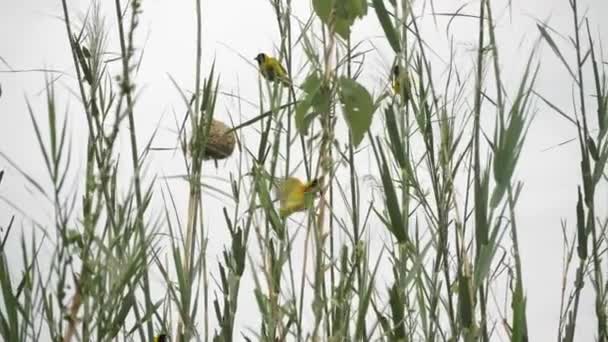 Oiseaux Tisserands Renards Afrique Est Tissant Petits Nids Parmi Les — Video