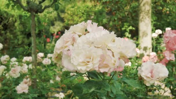 Weiße Floribunda Diadem Einem Öffentlichen Garten — Stockvideo