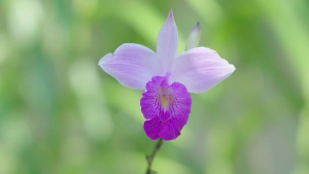 Дикая Орхидея Крупным Планом — стоковое видео