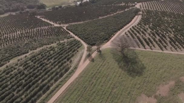 Velká Multikulturní Farma Brazilského Státu Minas Gerais — Stock video