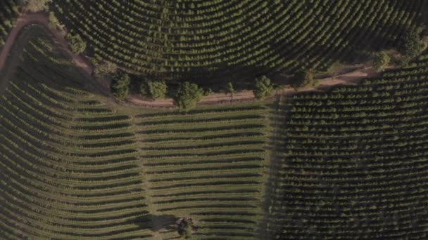 巴西米纳斯吉拉斯州种植园上空鸟瞰无人驾驶飞机的镜头 — 图库视频影像