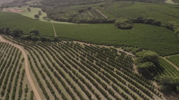 Krásné Letecké Záběry Létající Nad Kávou Oranžovou Plantáží Minas Gerais — Stock video