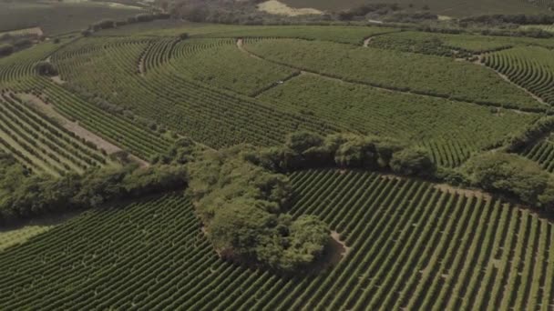 Coffe农场的无人驾驶飞机镜头 — 图库视频影像