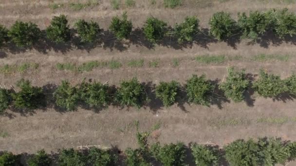 Sklizni Oranžové Farmy Linie Plantáže Pohled — Stock video