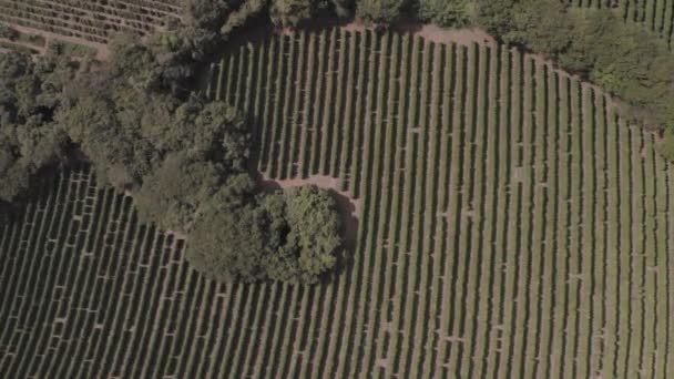 Denní Bezpilotní Let Nad Velkým Stromem Kávové Plantáži — Stock video