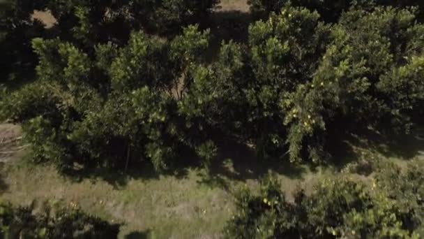 Drone Vuelo Bajo Sobre Plantación Naranja — Vídeos de Stock