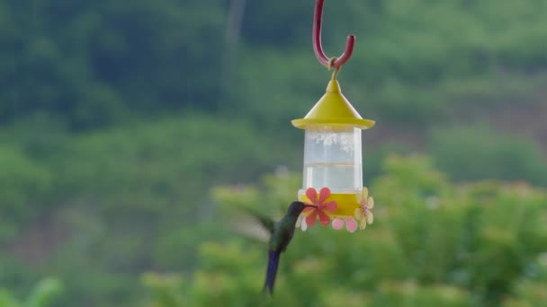 배경을 움직임의 영상은 벌새를 이용한다 — 비디오