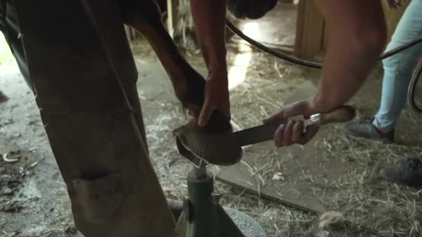 Cavalo Farrier Usando Uma Grosa Para Arquivar Dedo Casco Dianteiro — Vídeo de Stock