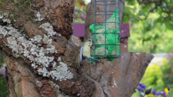 Tit Bird Yellow Grey Feathers Hanging Feeder Eating Seeds Garden — стоковое видео