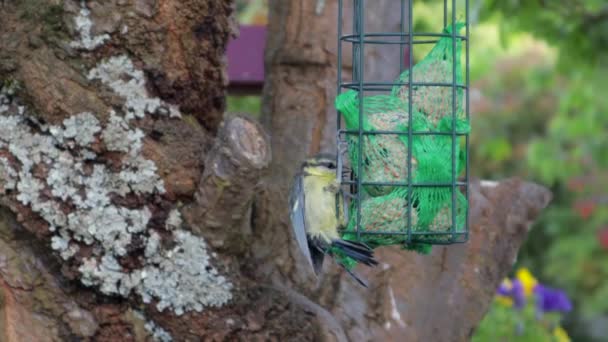 Gentle Yellow Grey Tit Bird Sitting Bird Feeder Fat Ball — стоковое видео