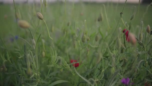 Papoula Vermelha Campo Verde Com Fundo Borrado — Vídeo de Stock