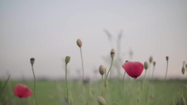 Red Poppy Green Field Blurred Background — Stock Video