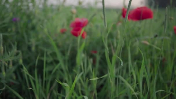 Red Poppy Green Field Blurred Background — Stock Video
