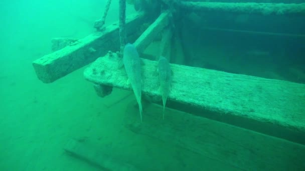 Белые Рыбки Колесе Золотого Корабля Джей Годдард — стоковое видео