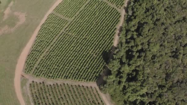 Belle Vue Aérienne Drone Problème Déforestation — Video