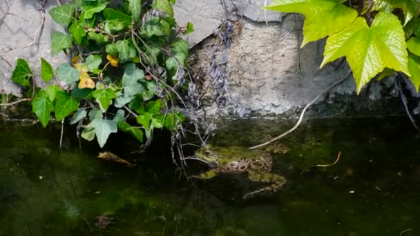 Медленное Движение Лягушки Оставаться Над Водой Нырять Водой Дневное Время — стоковое видео