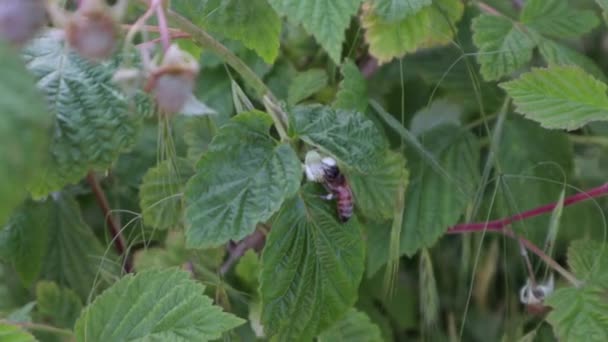 Tiny Honey Been Flying Raspberry Bush Leaf Spring Daytime Handheld — Stock Video