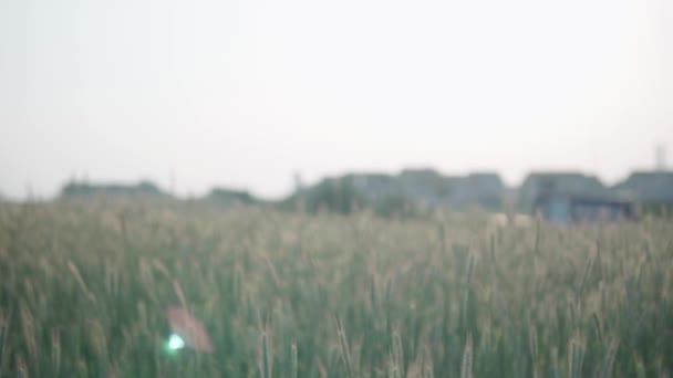 日落时的麦田景观 高大的绿耳朵在等待镀金 — 图库视频影像