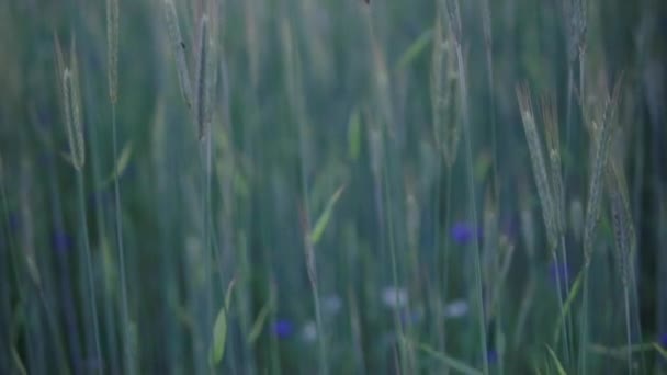 Zeitlupe Blick Auf Ein Getreidefeld Bei Sonnenuntergang Hohe Grüne Ohren — Stockvideo