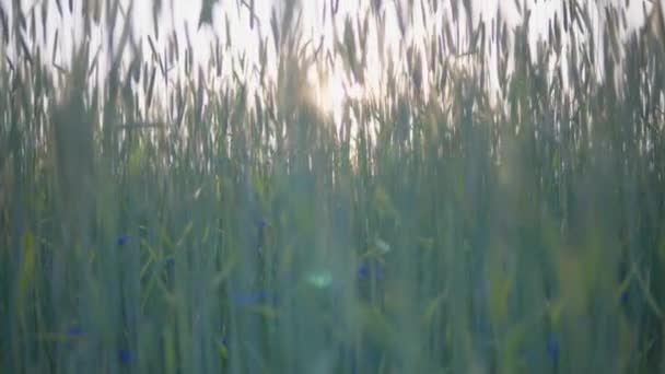 慢动作 日落时的麦田景观 高大的绿耳朵在等待镀金 — 图库视频影像
