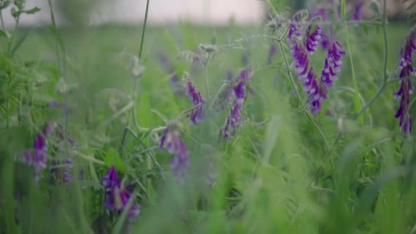 Vackra Lila Blommor Ett Grönt Fält Suddig Bakgrund Och Solnedgång — Stockvideo