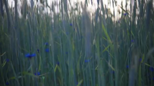 Вид Шейное Поле Закате Высокие Зеленые Уши Ждут Позолоту — стоковое видео