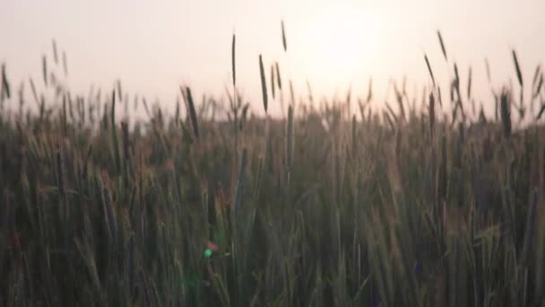 日没時の穀物畑の眺め 背の高い緑の耳は金箔を待っています — ストック動画