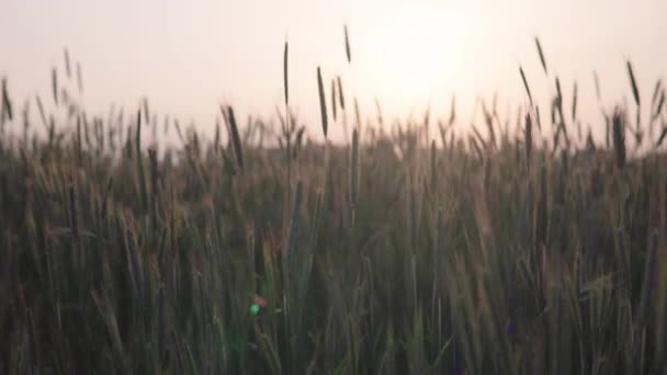 Kilátás Gabona Mező Naplementekor Magas Zöld Fülek Várják Aranyozást — Stock videók