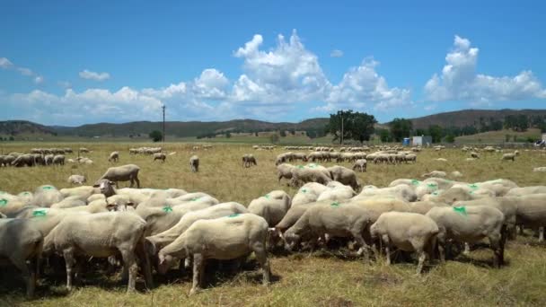 Kanan Pan Dari Kawanan Domba Besar Dengan Cat Hijau Merek — Stok Video