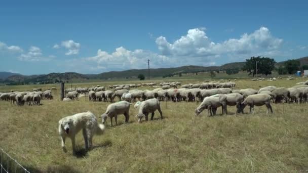 大群羊的右盘 在广阔的草地上 它们的白色牧羊犬站岗 后背是群山 — 图库视频影像