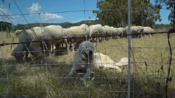 White Sheepdog Shitting Keeping Guard His Heard Sheep Farm Northern — Stock videók