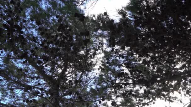 Video Malta Selmun Area Sunny Autumn Day Showing Specific Coniferous — Stock Video