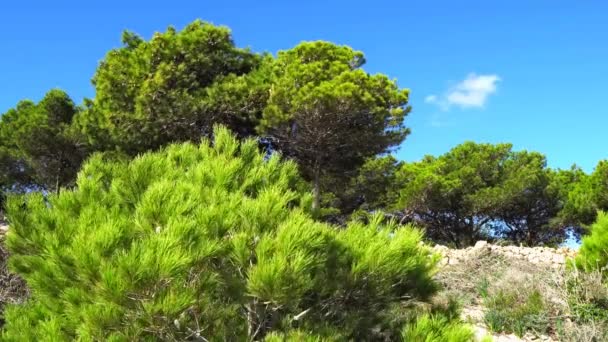 Video Malta Selmun Area Sunny Autumn Day Showing Specific Coniferous — Stock Video