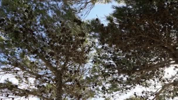 Видео Timalapse Мальты Район Сельмун Отображение Конкретного Хвойного Дерева Снизу — стоковое видео