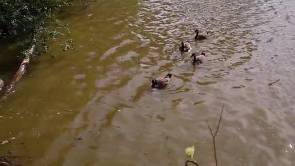 Patos Nadando Lejos Basura Basura Largo Del Río Cuyahoga Cleveland — Vídeo de stock