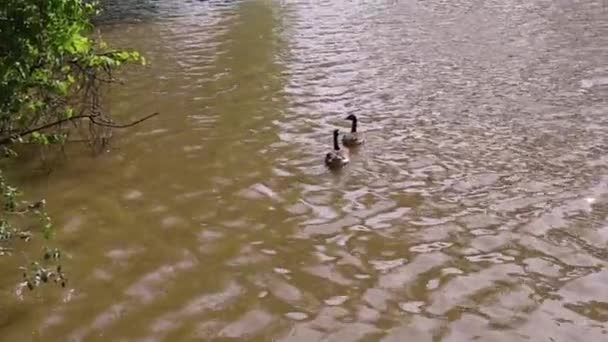 Abandoned Bridge Cuyahoga Provides Some Shade Ducks Ducklings Swimming Waterway — Stock Video