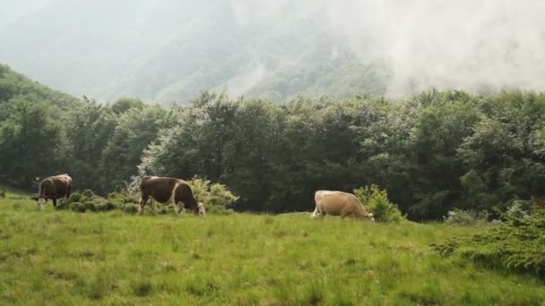 背景に山の丘と山の牧草地に放牧牛 — ストック動画